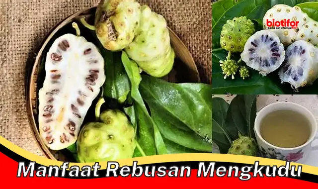 manfaat rebusan mengkudu