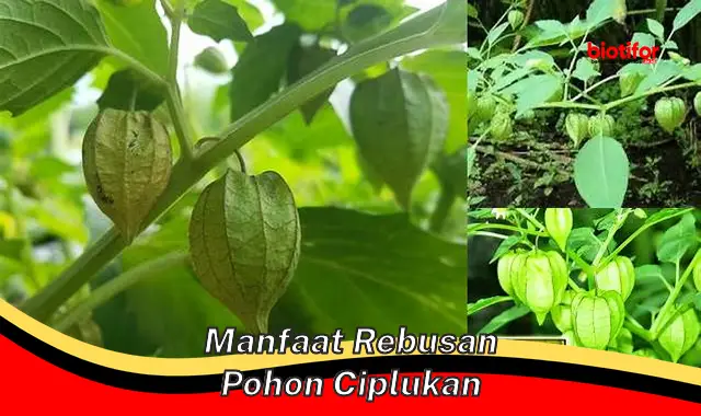 manfaat rebusan pohon ciplukan