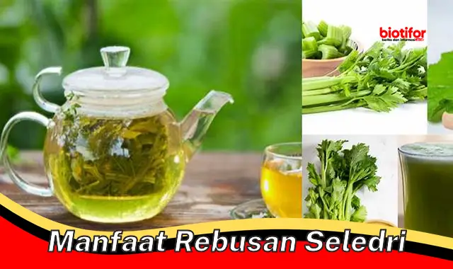 Temukan Manfaat Rebusan Seledri Yang Jarang Diketahui Biotifor