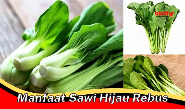 manfaat sawi hijau rebus