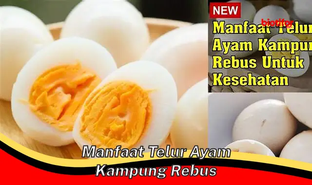 manfaat telur ayam kampung rebus