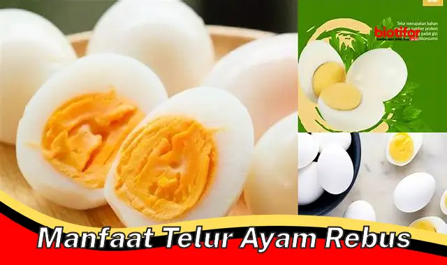 manfaat telur ayam rebus