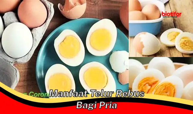 manfaat telur rebus bagi pria