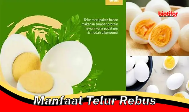 manfaat telur rebus