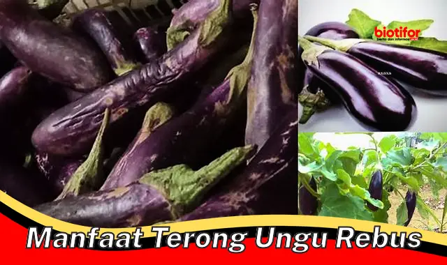 manfaat terong ungu rebus