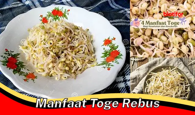 manfaat toge rebus