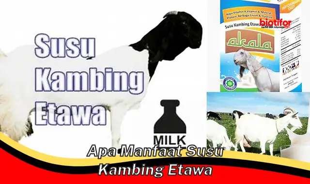 apa manfaat susu kambing etawa