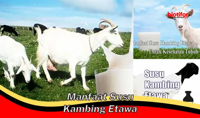 manfaat susu kambing etawa