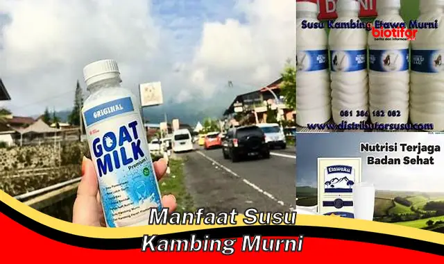 manfaat susu kambing murni