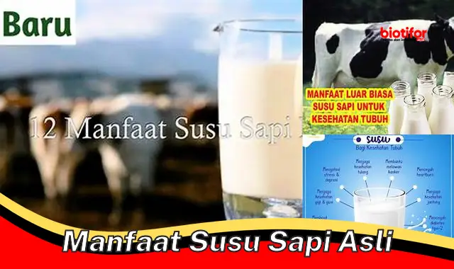 manfaat susu sapi asli