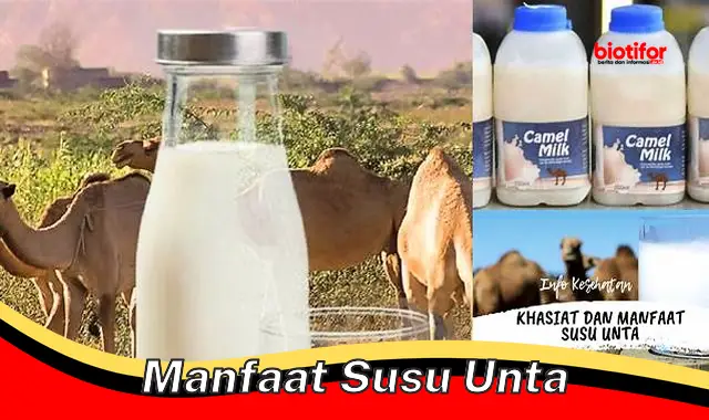 manfaat susu unta