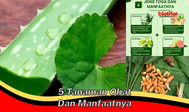 5 tanaman obat dan manfaatnya