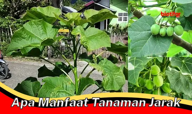 apa manfaat tanaman jarak