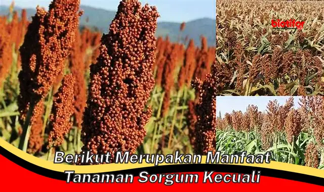 berikut merupakan manfaat tanaman sorgum kecuali