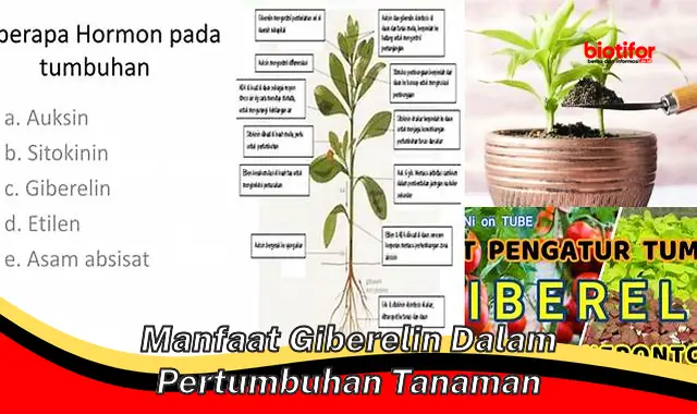 manfaat giberelin dalam pertumbuhan tanaman