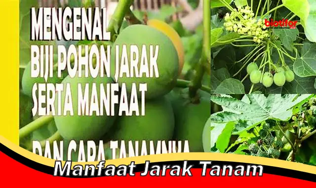 manfaat jarak tanam