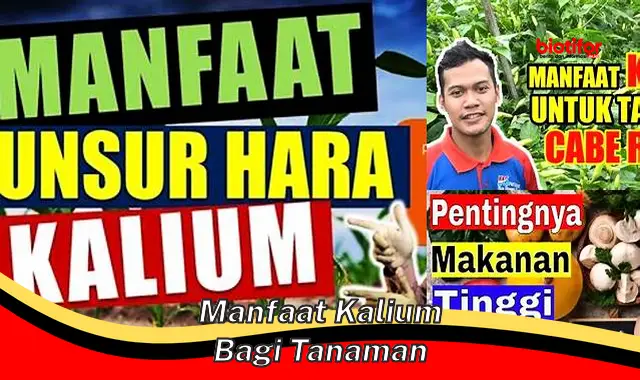 manfaat kalium bagi tanaman