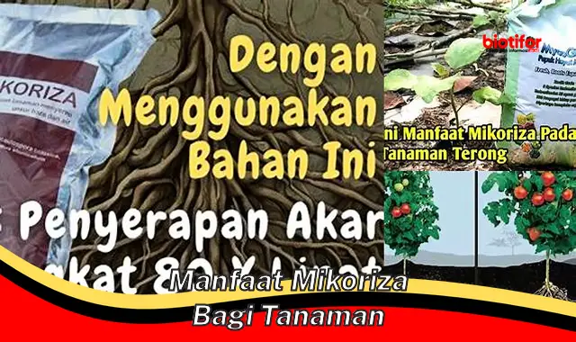 manfaat mikoriza bagi tanaman