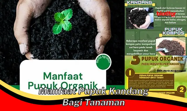 manfaat pupuk kandang bagi tanaman