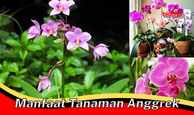 manfaat tanaman anggrek