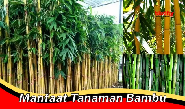 manfaat tanaman bambu