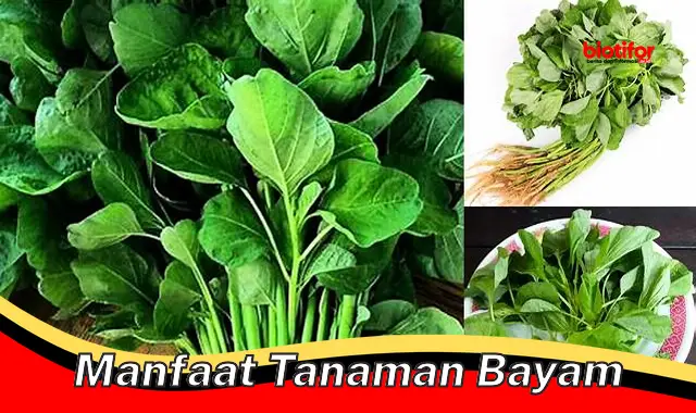 manfaat tanaman bayam