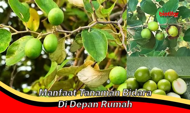 manfaat tanaman bidara di depan rumah