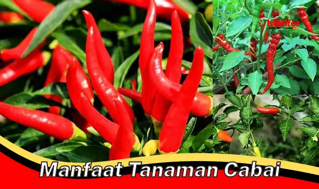 manfaat tanaman cabai