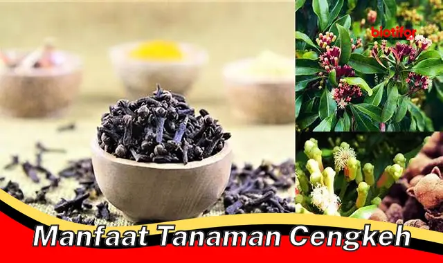 manfaat tanaman cengkeh