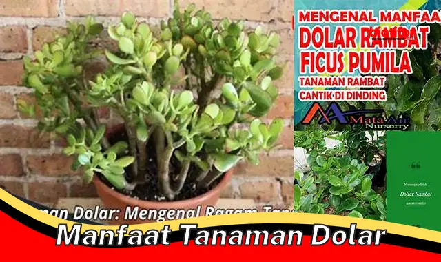 manfaat tanaman dolar