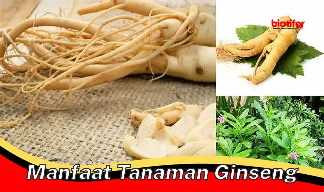 manfaat tanaman ginseng