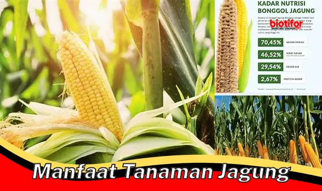 manfaat tanaman jagung