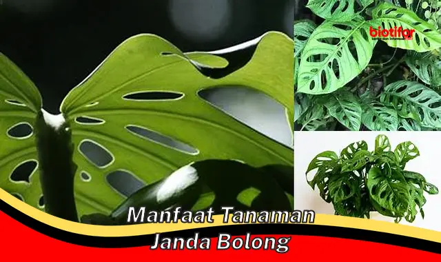 manfaat tanaman janda bolong