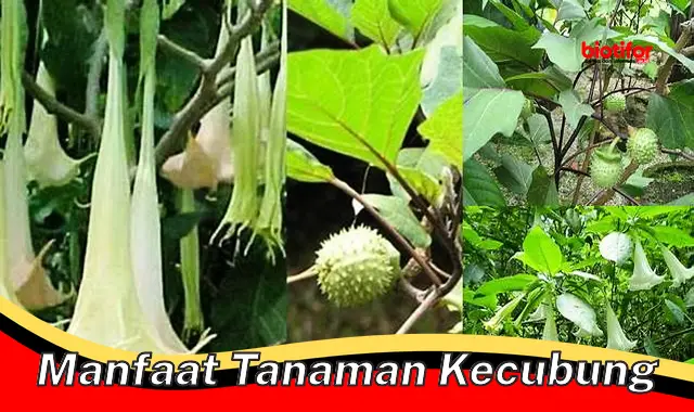 manfaat tanaman kecubung