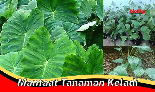 manfaat tanaman keladi