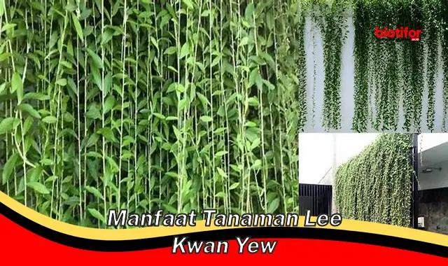 manfaat tanaman lee kwan yew