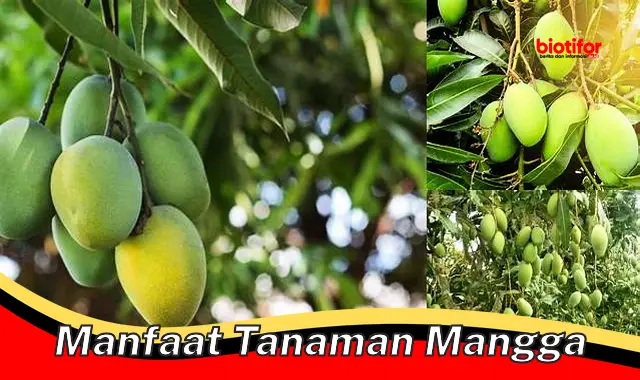 manfaat tanaman mangga