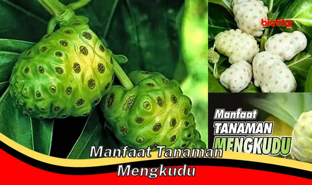 manfaat tanaman mengkudu