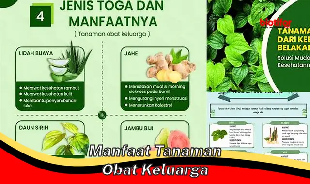 manfaat tanaman obat keluarga