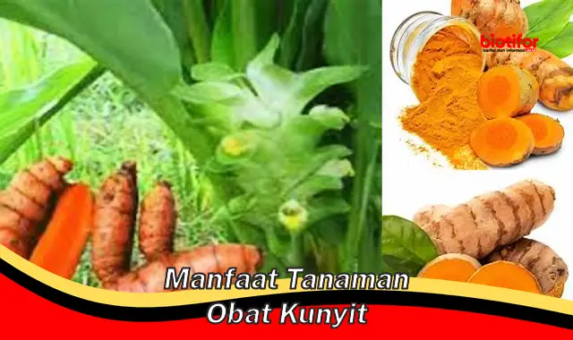 manfaat tanaman obat kunyit