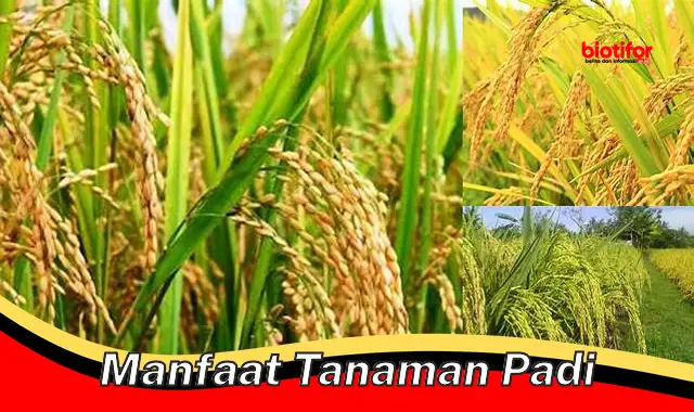 manfaat tanaman padi