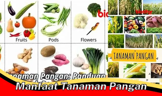 manfaat tanaman pangan