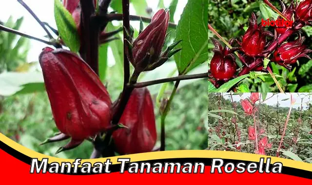 manfaat tanaman rosella