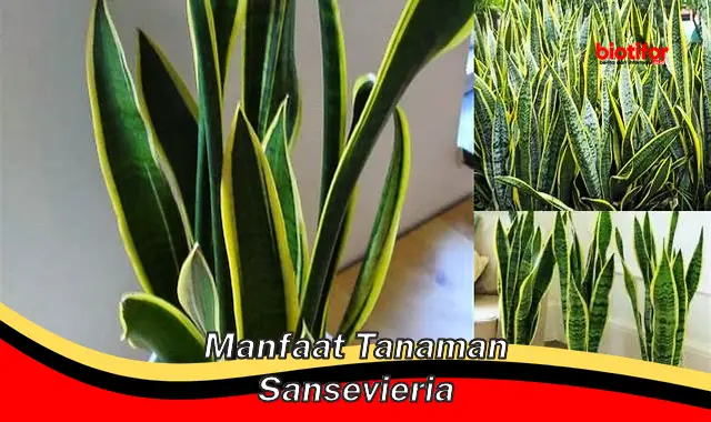 manfaat tanaman sansevieria