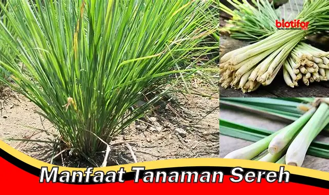 Temukan Manfaat Tanaman Sereh yang Jarang Diketahui