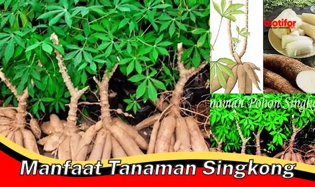 manfaat tanaman singkong