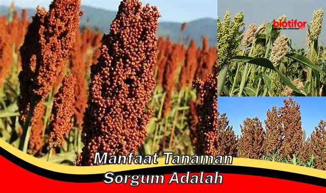 manfaat tanaman sorgum adalah