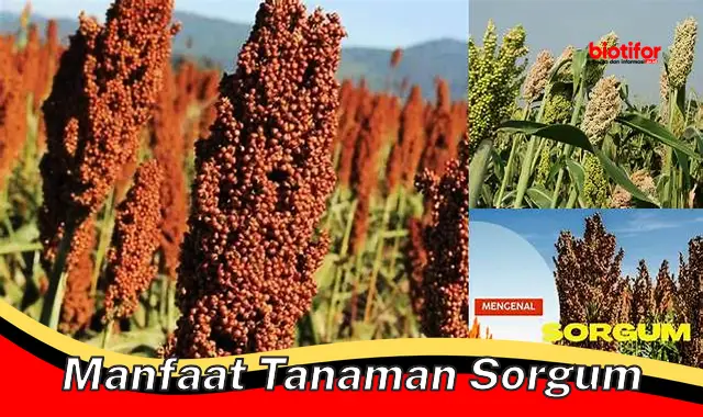 manfaat tanaman sorgum