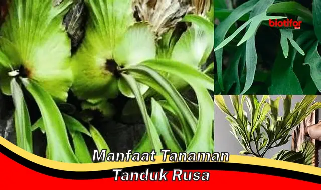 manfaat tanaman tanduk rusa