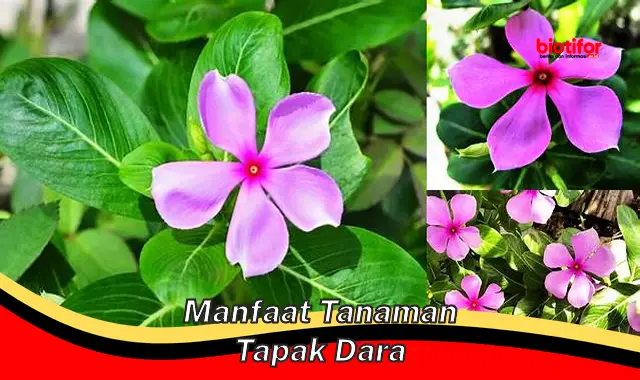 manfaat tanaman tapak dara